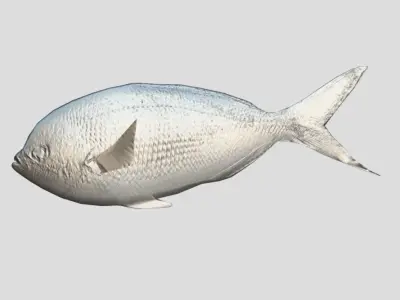 Fusilier fish Realistic Animated Low-poly 3D model