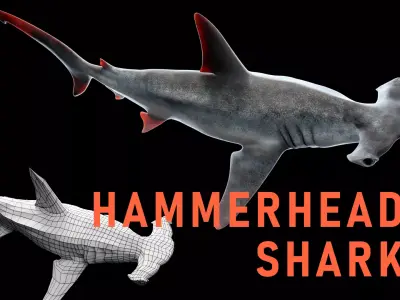 Hammerhead Shark Low-poly 3D model buy