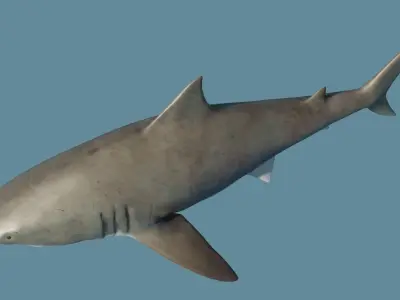 Shark 3D model Low-poly 3D model