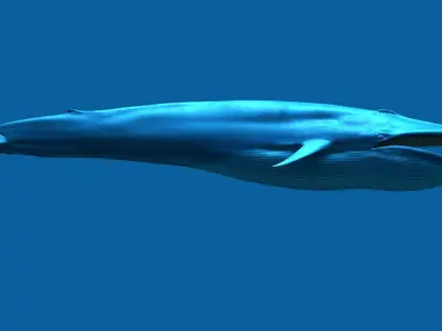 Blue Whale 3D model order
