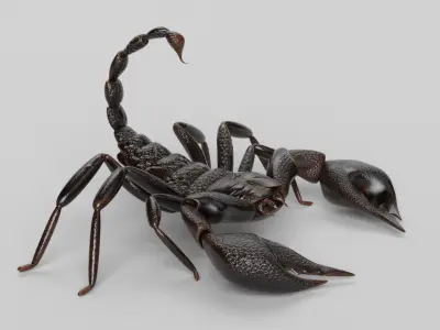 Scorpion 3D model 3