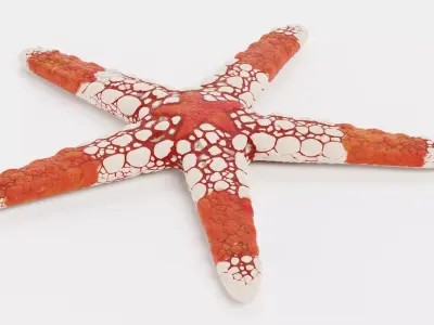 -Necklace Starfish V2 Rigged- 3D model
