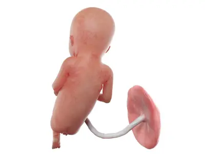 Fetus Week 16 Animated 3D model