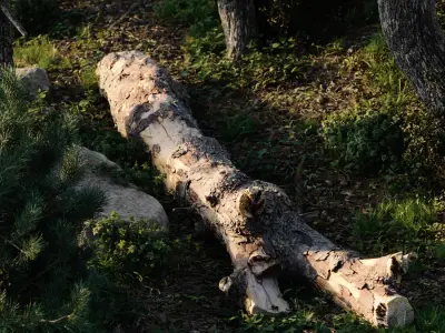  Large Branched Conifer Log Model 
