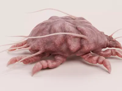 Scabies Mite Low-poly 3D model