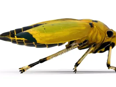 Black tipped Leafhopper Free low-poly 3D model