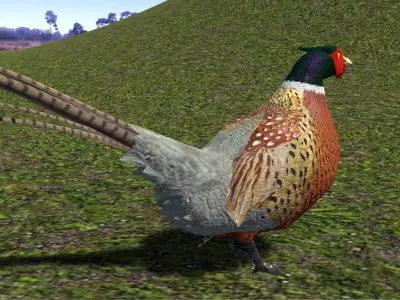 Pheasant 3D model buy