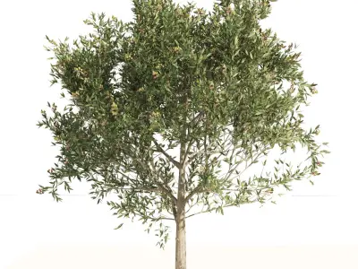  Mediterranean Olive Trees 