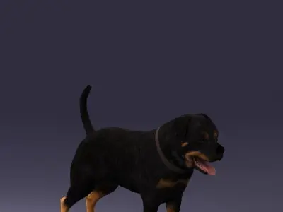 Black dog breed rottweiler 0160 3D model