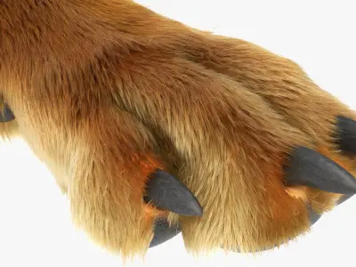 Dog Paw Fur For Maya 3D model