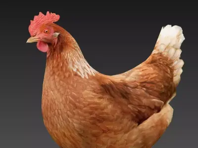 Hen  chicken Low-poly 3D model