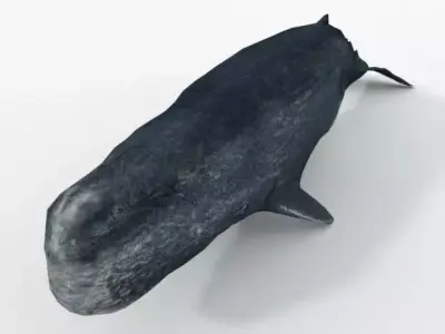 Cachalot whale Low-poly 3D model