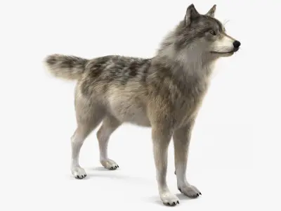 Grey Wolf Fur 3D model