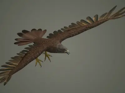 eagle bird animal  nature feather wing fly flying 3D model