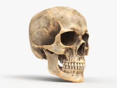 Human Skull Dirty 3D model
