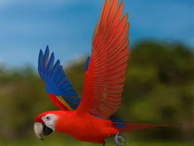 Ara Macao 'Scarlet Macaw Parrot' 3D model