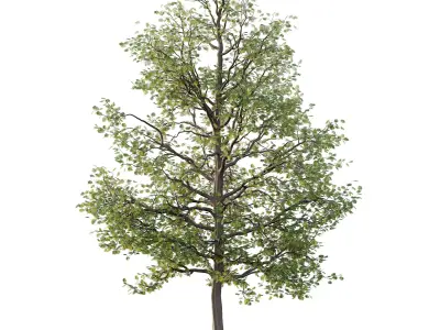 Mountain Ash Tree 19 3D model