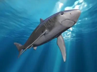 shark rigged animated Low-poly 3D model