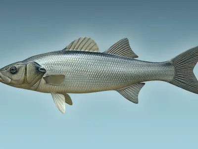 Seabass Fish 3D model order