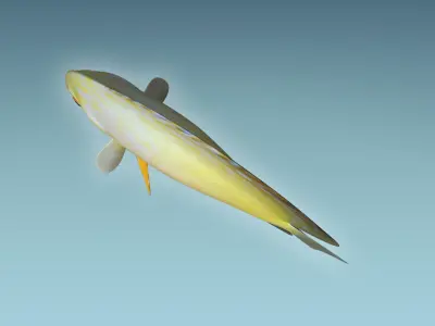 Discus Fish 3D model buy