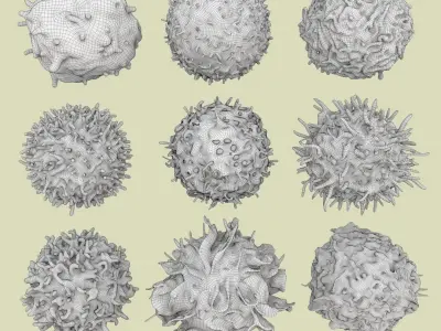 Lymphocytes 3D model