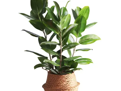 Indoor Plant Ficus in Basket Pot 3D model