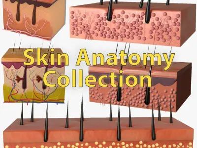 Skin Anatomy Collection 3D model