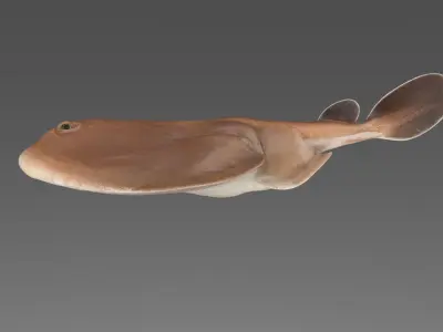 Sleaper Ray RIGGED 3D model