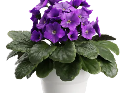  African Violet Plant Model 