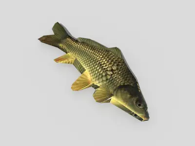 low poly fish carp Low-poly 3D model