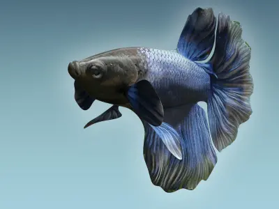 Betta Fish 2 3D model
