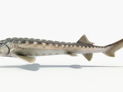 Sturgeon (Animated) 3D model