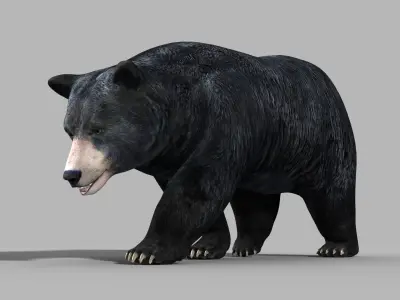 Black Bear PRO 3D model purchase