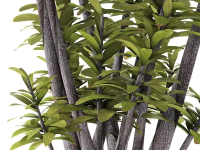Plant in Pot Flowerpot Exotic Plant 3D model