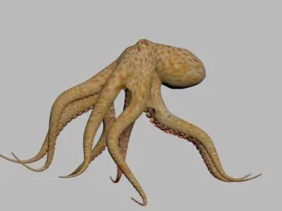 Octopus Low poly 3D model