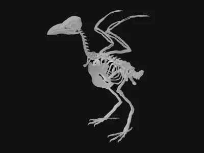 Raven skeleton 3D model purchase