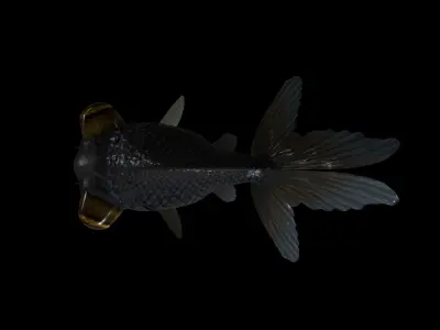 FISH-005 Goldfish 3D model