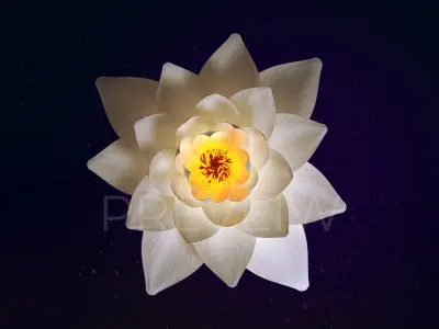 White Lotus- Water Lily 3d Animated 3D model
