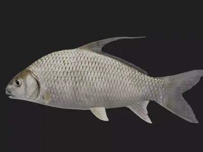 Carp fish Low-poly 3D model