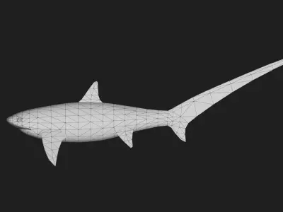 Shark Low-poly 3D model 15