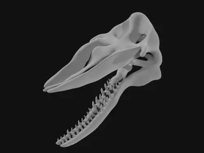Sperm whale skull 3D model purchase