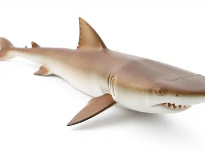 Sawshark Model with Saw-like Snout and Detailed Texture Low-poly 3D model