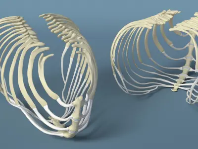  Anatomical Skeleton of Dog Rib Cage 