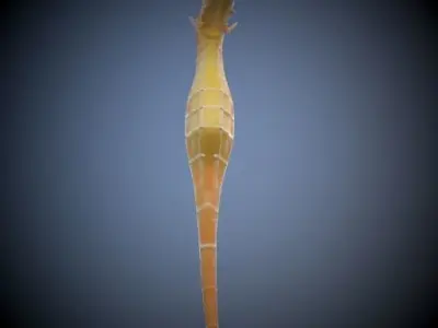Seahorse 3D model get