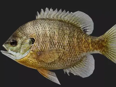 Panfish Low-poly 3D model 2