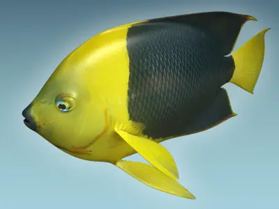 Angle Fish 18 3D model