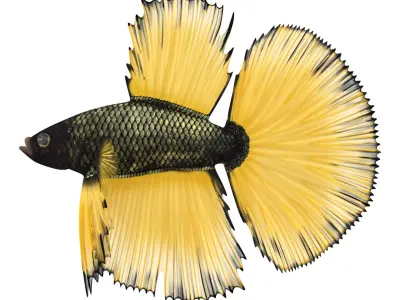 Coral Fishes Rigged Collection 2 for Cinema 4D 3D model
