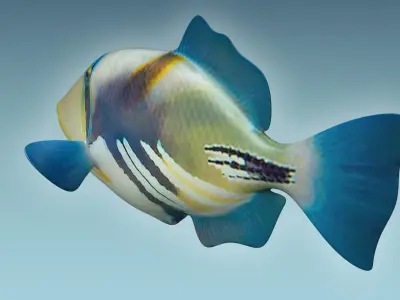 Trigerfish 2 tropical fish 3D model