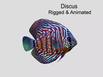 Discus  Realistic Animated Low-poly 3D model