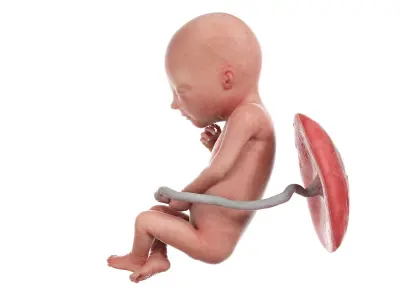 Fetus Anatomy Week 19 Static 3D model